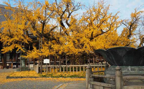 日本有哪些不可错过的银杏美景？日本最美银杏景点_广东广州天马国际旅行社(www.020trvl.com)