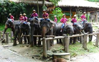 大象训练营2
